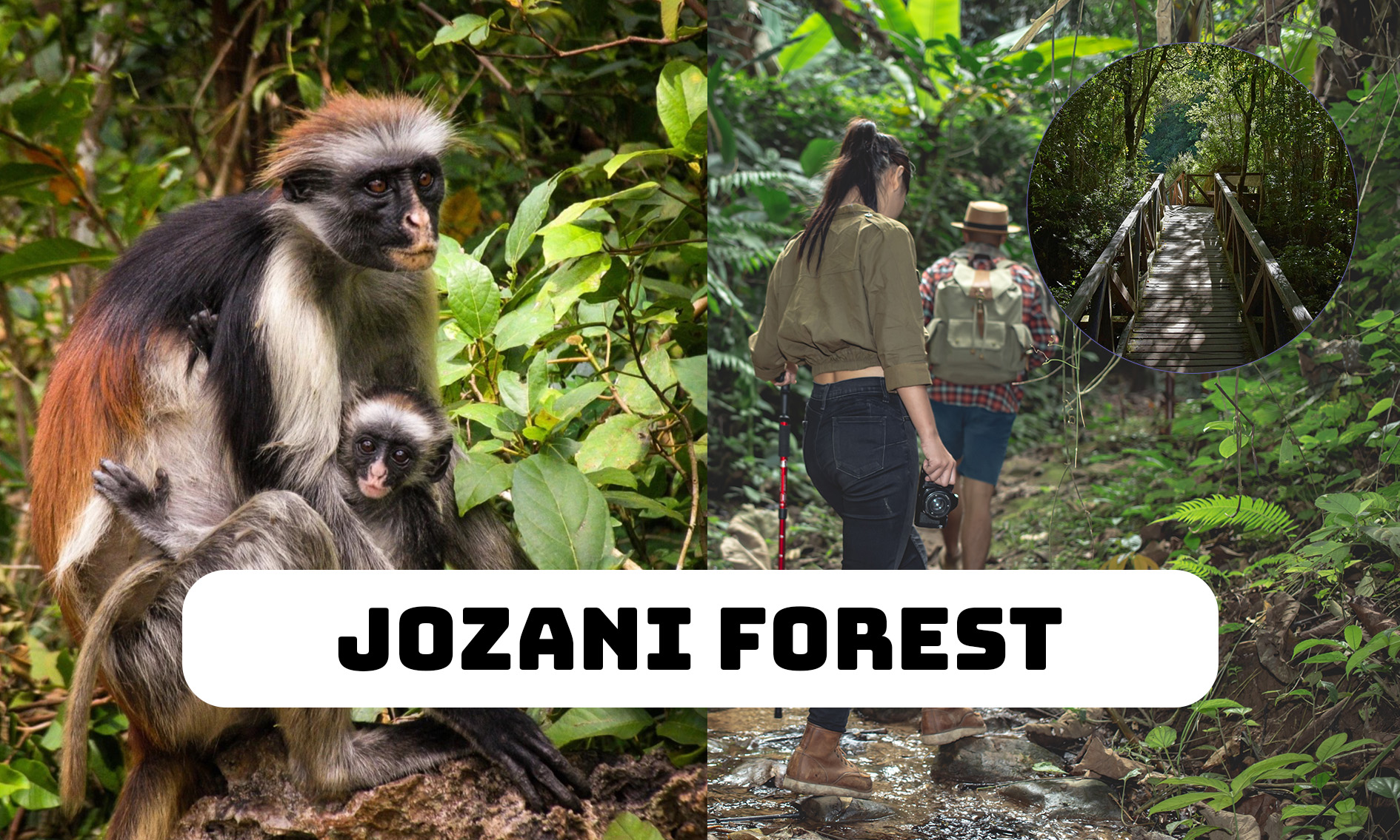 Jozani Forest