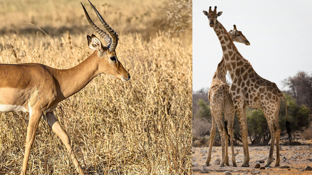 Serengeti National Park